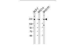 Western Blotting (WB) image for anti-Cut-Like Homeobox 1 (CUX1) (AA 1347-1374) antibody (ABIN652075)