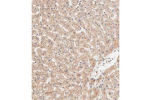 Immunohistochemical analysis of paraffin-embedded human liver tissue using (ABIN656416 and ABIN2845709) performed on the Leica® BOND RXm. (APG8b (AA 9-33), (N-Term) 抗体)