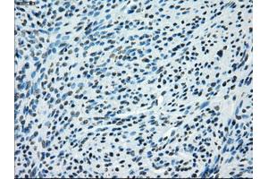 Immunohistochemical staining of paraffin-embedded pancreas tissue using anti-KDM4C mouse monoclonal antibody. (KDM4C 抗体)