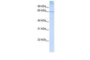 Image no. 1 for anti-Distal-Less Homeobox 4 (DLX4) (N-Term) antibody (ABIN6737813) (DLX4 抗体  (N-Term))