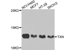 Western blot analysis of extracts of various cell lines, using TXN antibody. (TXN 抗体  (AA 1-100))