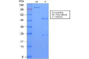 SDS-PAGE Analysis Purified TAG-72 Rabbit Recombinant Monoclonal Antibody (CA72/2869R). (Recombinant TAG-72 / CA72.4 抗体)