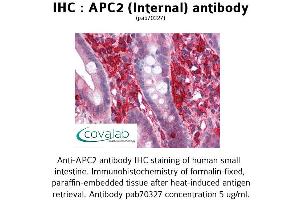 Image no. 2 for anti-APC Regulator of WNT Signaling Pathway 2 (APC2) (Internal Region) antibody (ABIN1731845) (APC2 抗体  (Internal Region))