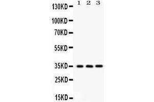 Anti- NMI Picoband antibody, Western blotting All lanes: Anti NMI  at 0.