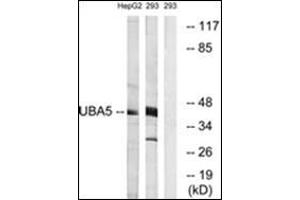 Western blot analysis of extracts from HepG2/293 cells, using UBA5 Antibody. (UBA5 抗体  (C-Term))