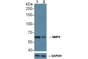 Western blot analysis of (1) Wild-type Jurkat cell lysate, and (2) MMP9 knockout Jurkat cell lysate, using Rabbit Anti-Rat MMP9 Antibody (2 µg/ml) and HRP-conjugated Goat Anti-Mouse antibody (abx400001, 0. (MMP 9 抗体  (AA 226-391))