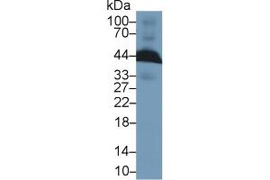 Western Blotting (WB) image for anti-Apolipoprotein E (APOE) (AA 19-168) antibody (ABIN7429139)
