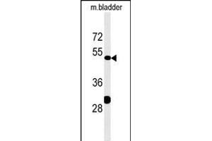 KLC3 Antibody (Center) (ABIN651542 and ABIN2840291) western blot analysis in mouse bladder tissue lysates (35 μg/lane). (KLC3 抗体  (AA 245-274))