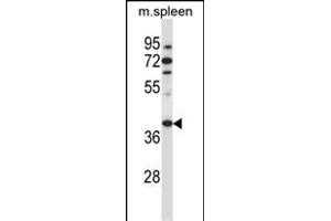 TBCC Antibody (N-term ) (ABIN657398 and ABIN2846438) western blot analysis in mouse spleen tissue lysates (35 μg/lane). (TBCC 抗体  (N-Term))