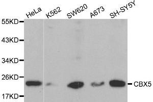 Western blot analysis of extracts of various cell lines, using CBX5 antibody. (CBX5 抗体)