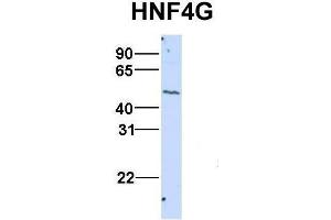 Host:  Rabbit  Target Name:  HNF4G  Sample Type:  HepG2  Antibody Dilution:  1. (HNF4 gamma 抗体  (N-Term))