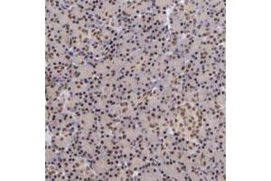 Immunohistochemical staining of human pancreas with TERF2 polyclonal antibody  shows strong nuclear positivity in exocrine glandular cells. (TRF2 抗体)