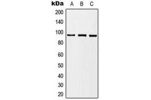 Western blot analysis of B-RAF expression in HL60 (A), HeLa (B), NIH3T3 (C) whole cell lysates.