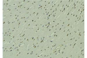 ABIN6272782 at 1/100 staining Mouse muscle tissue by IHC-P. (ARNTL 抗体  (Internal Region))