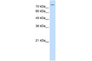 Western Blotting (WB) image for anti-Solute Carrier Family 20 (Phosphate Transporter), Member 2 (SLC20A2) (N-Term) antibody (ABIN2775349)