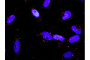 Proximity Ligation Analysis of protein-protein interactions between RALBP1 and RALA. (rala 抗体  (pSer194))