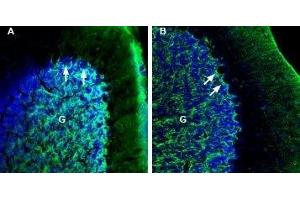 Expression of NETO2 in mouse and rat cerebellum - Immunohistochemical staining of perfusion-fixed frozen mouse and rat brain sections with Anti-NETO2 (extracellular) Antibody (ABIN7043377, ABIN7044386 and ABIN7044387), (1:200), followed by goat anti-rabbit-AlexaFluor-488. (NETO2 抗体  (Extracellular))