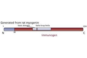 Image no. 1 for anti-Myogenin (Myogenic Factor 4) (MYOG) (AA 30-224) antibody (ABIN967512) (Myogenin 抗体  (AA 30-224))