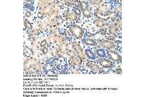 Rabbit Anti-EIF2S1 Antibody  Paraffin Embedded Tissue: Human Kidney Cellular Data: Epithelial cells of renal tubule Antibody Concentration: 4. (EIF2S1 抗体  (C-Term))