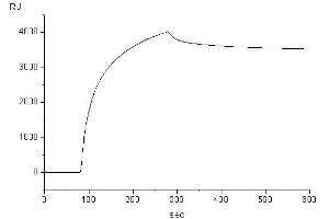 Target binding kinetics (Biacore (IgE 蛋白)