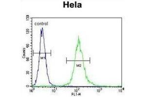 Flow cytometric analysis of Hela cells (right histogram) compared to a negative control cell (left histogram) using Cytochrome C1  Antibody (C-term), followed by  FITC-conjugated goat-anti-rabbit secondary antibodies. (Cytochrome C1 抗体  (C-Term))