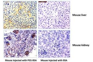 Immunohistochemistry of mouse liver and kidney using 0. (Recombinant PEG 抗体  (methoxylated))