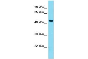 Host: Rabbit Target Name: KIAA0141 Sample Type: HepG2 Whole Cell lysates Antibody Dilution: 1. (DELE1/KIAA0141 抗体  (N-Term))