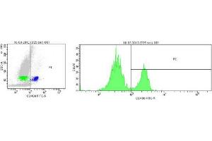 Image no. 1 for anti-Integrin, alpha 5 (ITGA5) antibody (ABIN959476) (ITGA5 抗体)