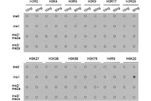 Dot Blot (DB) image for anti-Histone H4 (meLys20) antibody (ABIN3016045)
