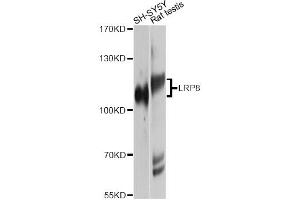Western blot analysis of extracts of various cell lines, using LRP8 Antibody. (LRP8 抗体)