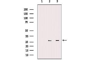 Western blot analysis of extracts from various samples, using 14-3-3 zeta Antibody. (14-3-3 zeta 抗体  (Internal Region))