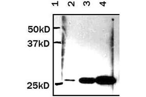 Western Blotting (WB) image for anti-Yellow Fluorescent Protein (YFP) (N-Term) antibody (ABIN1109530) (YFP 抗体  (N-Term))