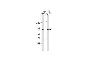 Western Blot at 1:1000 dilution Lane 1: Hela whole cell lysate Lane 2: Raji whole cell lysate Lysates/proteins at 20 ug per lane. (NFkB 抗体  (C-Term))