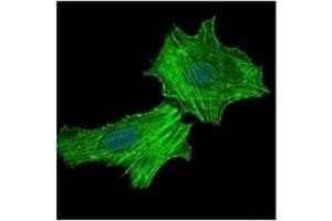 Immunofluorescence (IF) image for anti-Argininosuccinate Synthase 1 (ASS1) antibody (ABIN1105454) (ASS1 抗体)