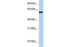 AMIGO3 antibody used at 1 ug/ml to detect target protein. (AMIGO3 抗体  (N-Term))