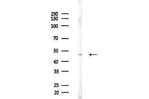 anti-Carbohydrate (Keratan Sulfate Gal-6) Sulfotransferase 1 (CHST1) (Internal Region) antibody
