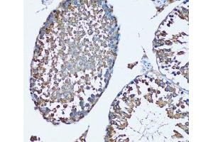 Immunohistochemistry of paraffin-embedded Mouse testis using FDFT1 Polyclonal Antibody at dilution of 1:100 (20x lens). (FDFT1 抗体)