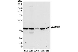 Western Blotting (WB) image for anti-G-Elongation Factor, Mitochondrial 1 (GFM1) (AA 525-575) antibody (ABIN7453093)