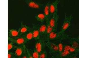 IF analysis of ATG4C using anti-ATG4C antibody (ABIN7599415) and anti-Tubulin Alpha antibody (ABIN7600339). (ATG4C 抗体  (AA 1-457))