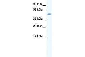 WB Suggested Anti-SP1 Antibody Titration:  1. (SP1 抗体  (Middle Region))