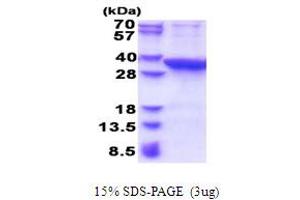 Proline Synthetase Co-Transcribed (PROSC) (AA 1-275) protein (His tag)