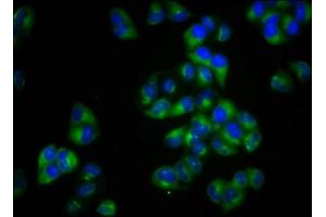 Immunofluorescence staining of Hela cells with ABIN7160327 at 1:100, counter-stained with DAPI. (MCTP2 抗体  (AA 129-240))