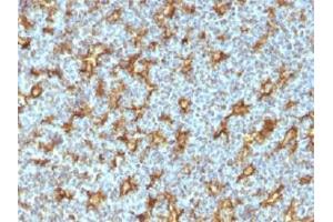 Immunohistochemistry (IHC) image for anti-Integrin, alpha X (Complement Component 3 Receptor 4 Subunit) (ITGAX) (AA 600-850) antibody (ABIN3025767)