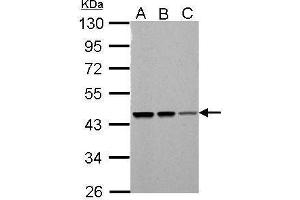 WB Image PSMC5 antibody detects PSMC5 protein by Western blot analysis.