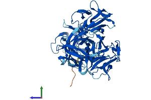 AlphaFold protein structure predicition of Human Recombinant FSCN3 Protein, UniprotID Q9NQT6