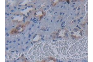Detection of MUC20 in Rat Kidney Tissue using Polyclonal Antibody to Mucin 20 (MUC20)