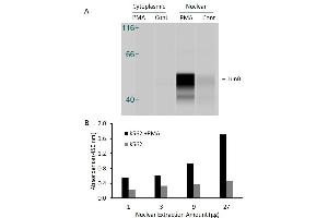 Activity Assay (AcA) image for Jun B Proto-Oncogene (JUNB) ELISA Kit (ABIN5526728)