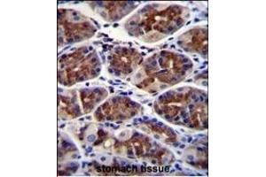 EPHX3 Antibody (C-term) (ABIN655588 and ABIN2845075) immunohistochemistry analysis in formalin fixed and paraffin embedded human stomach tissue followed by peroxidase conjugation of the secondary antibody and DAB staining. (ABHD9 抗体  (C-Term))