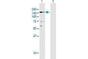 Western Blot analysis of NFKBIL2 expression in transfected 293T cell line by NFKBIL2 MaxPab polyclonal antibody. (NFKBIL2 抗体  (AA 1-1219))
