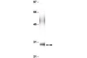 Image no. 1 for anti-Fas (TNFRSF6)-Associated Via Death Domain (FADD) antibody (ABIN211922) (FADD 抗体)